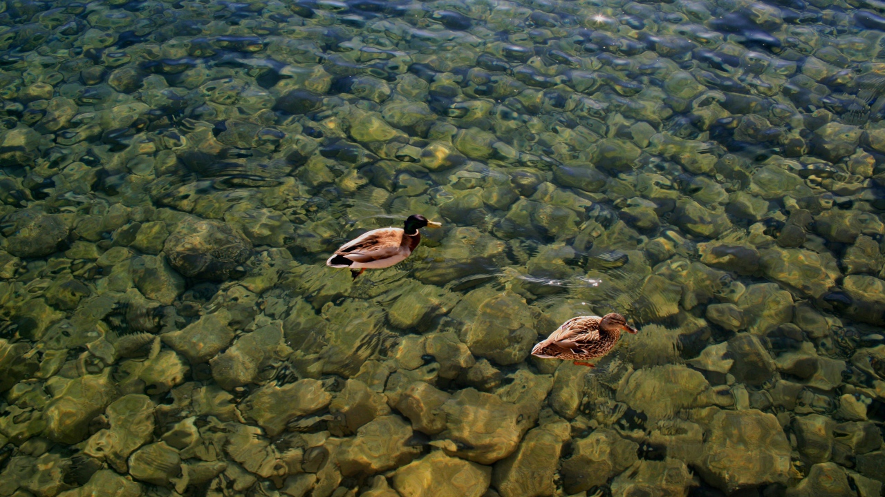 Дикие утки на воде