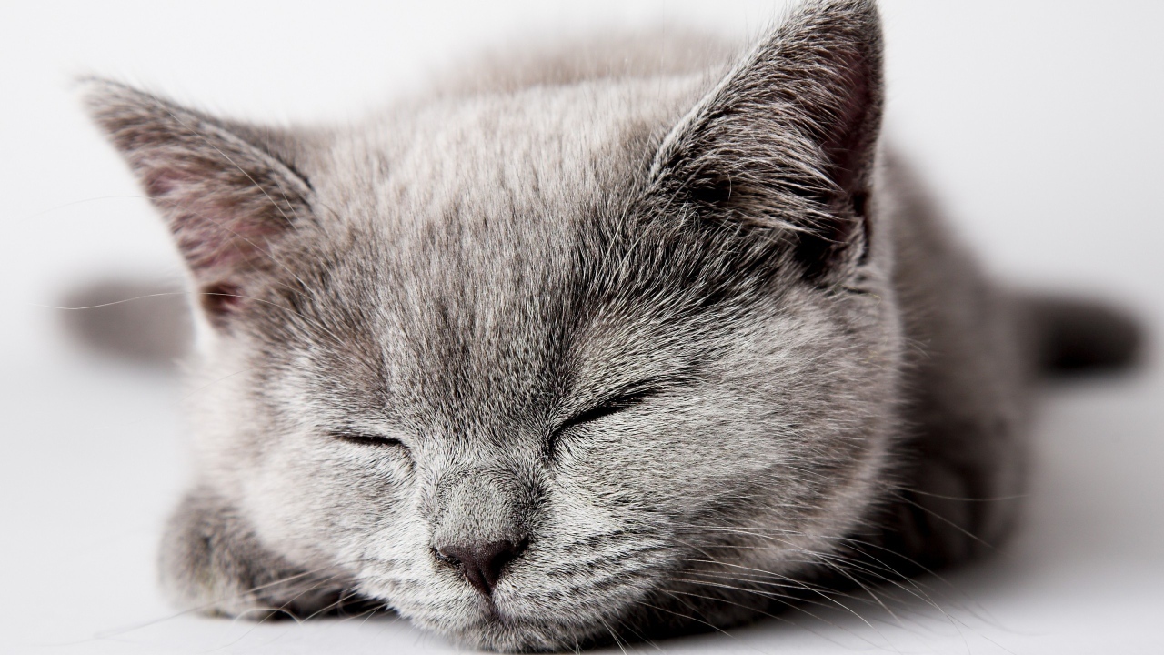 Спящий серый котенок