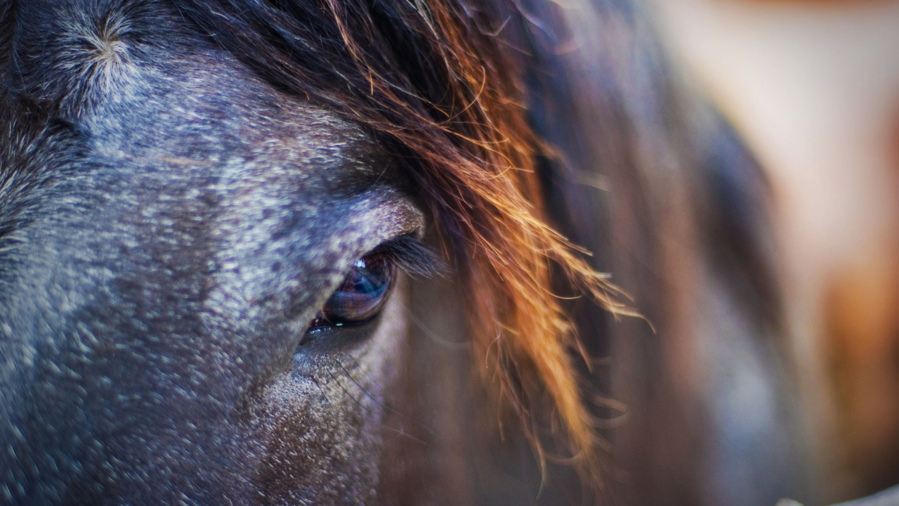 Лошадиный взгляд