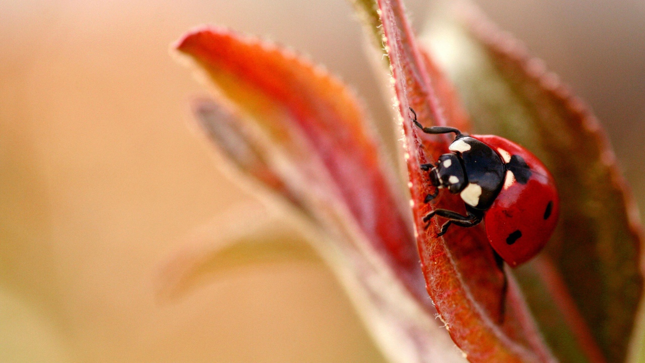 Божья коровка на листочке
