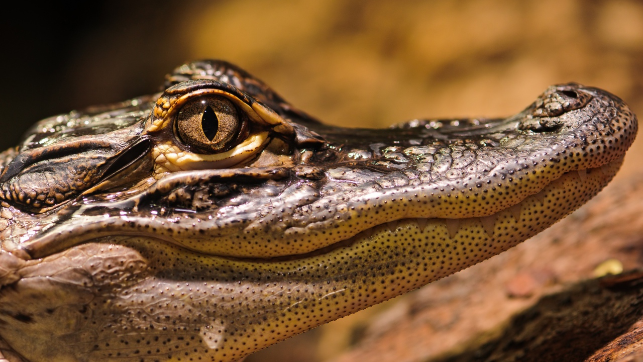 Американский аллигатор