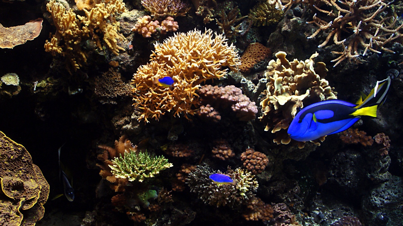 Аквариумные рыбы