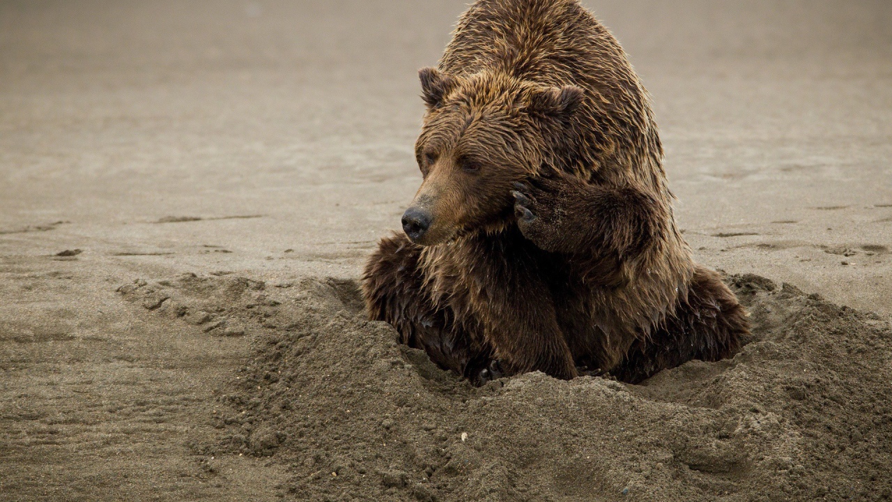 Медведь закапывается в песок