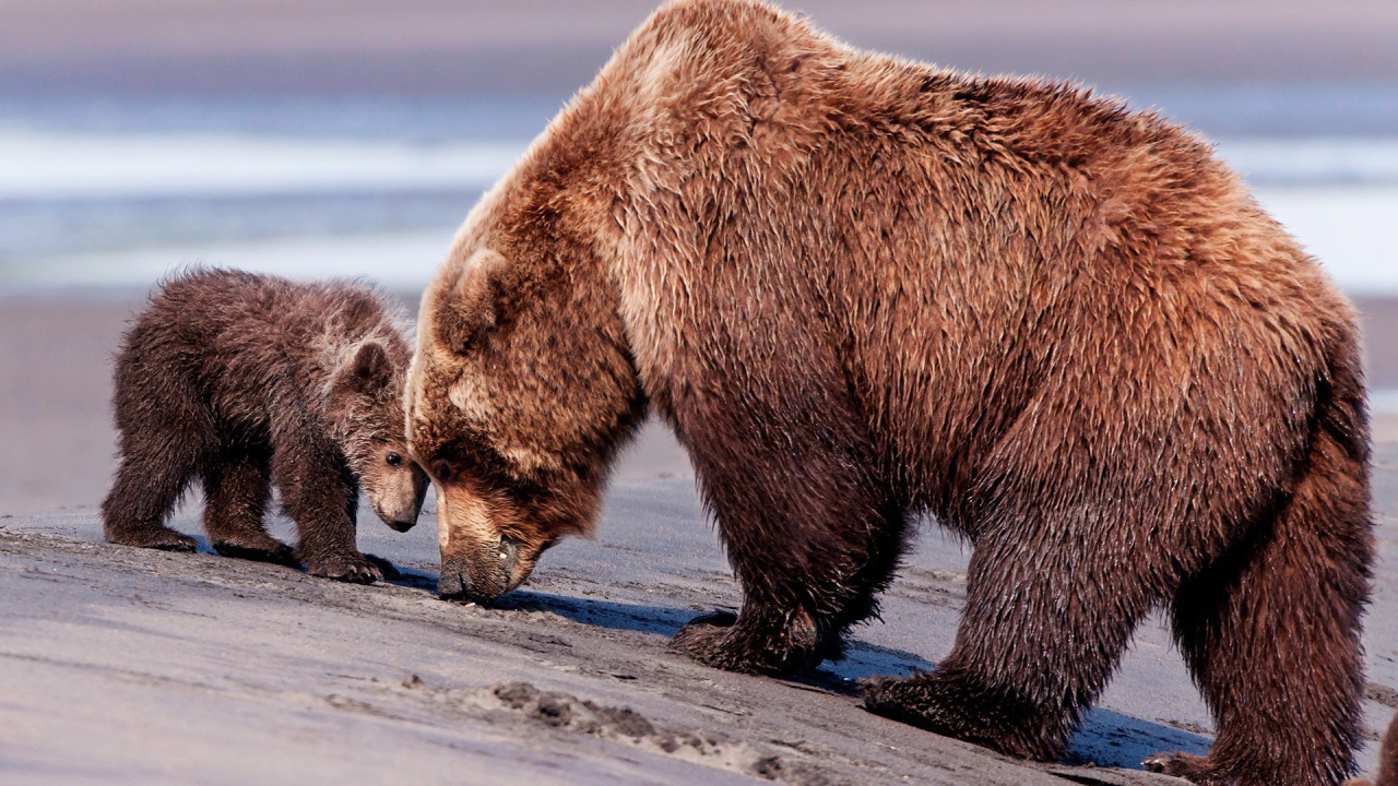 Медведица и медвежонок гуляют