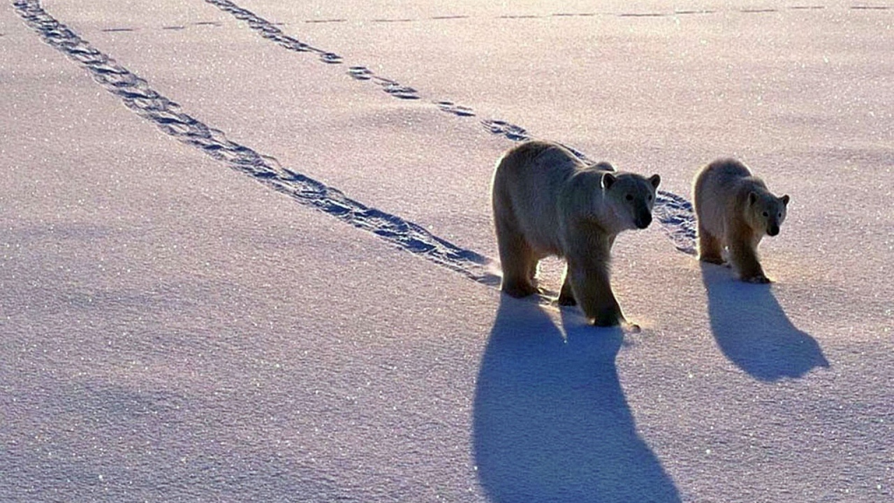 Полярные медведь с медвежонком