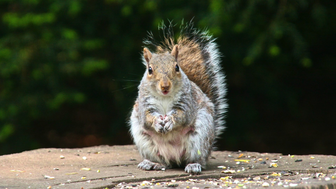 Белка на пне