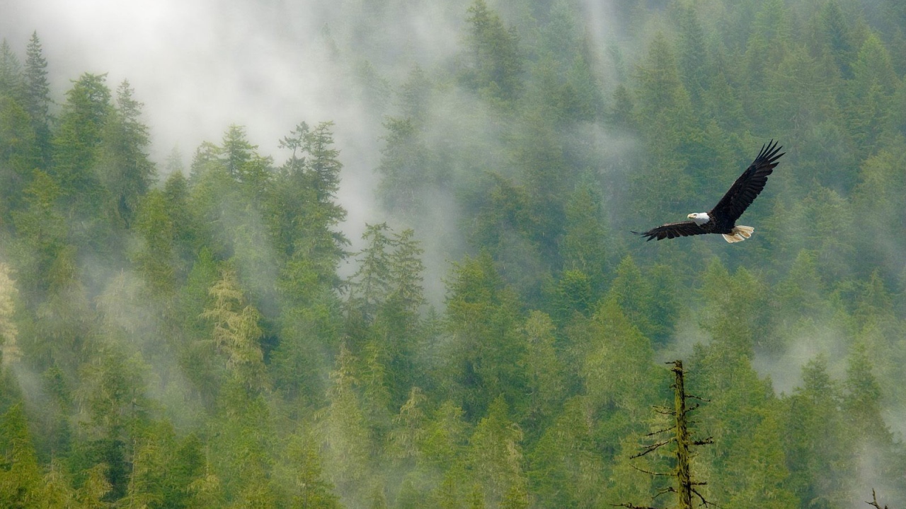 Орел парит над лесом