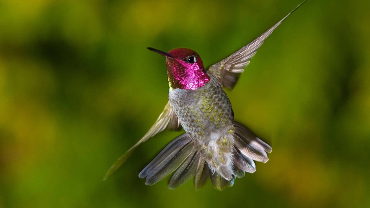 Птица Колибри с красной головой