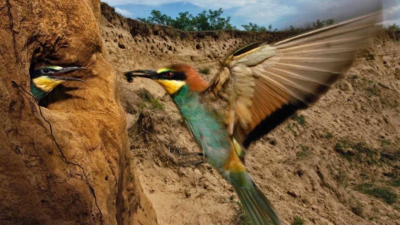 Птица кормит птенца