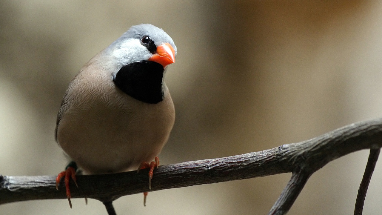 Птица с оранжевым клювом