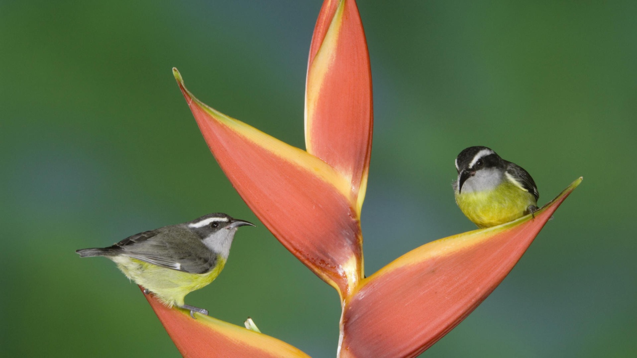 Птицы из Коста Рики