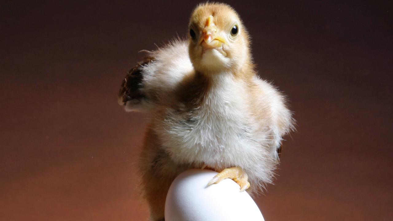 Цыпленок и яйцо