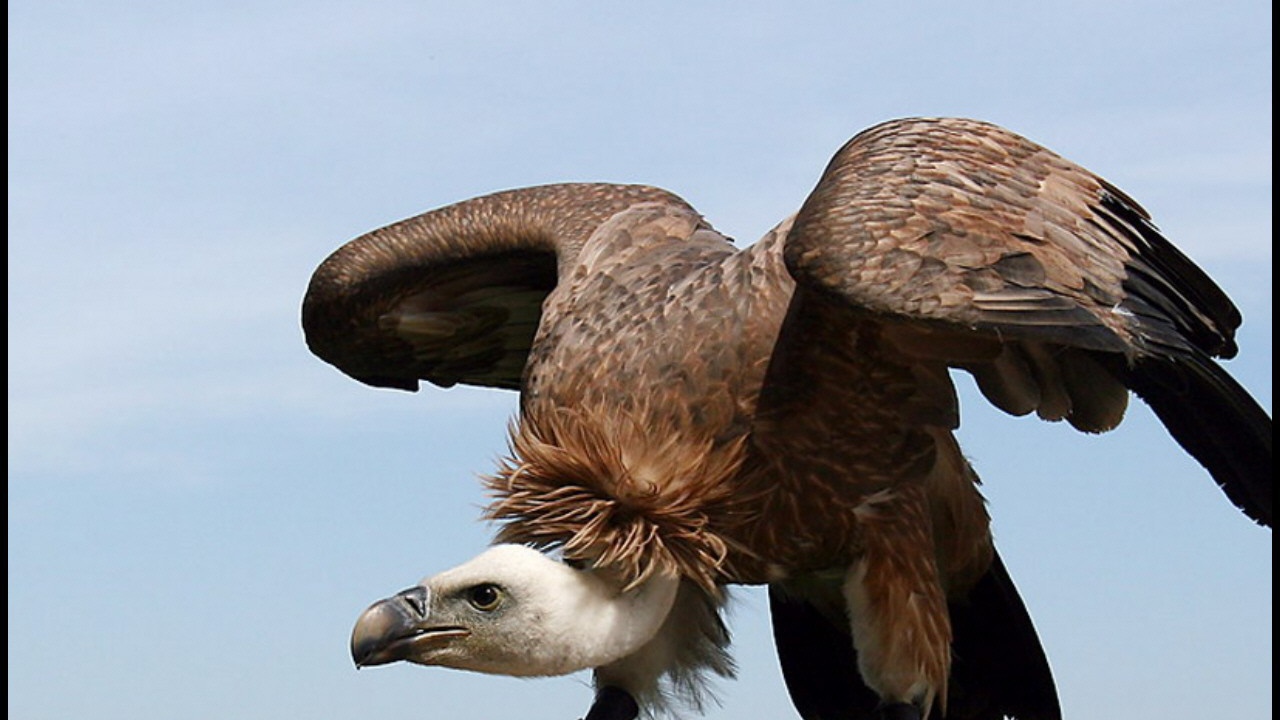 Орел взлетает