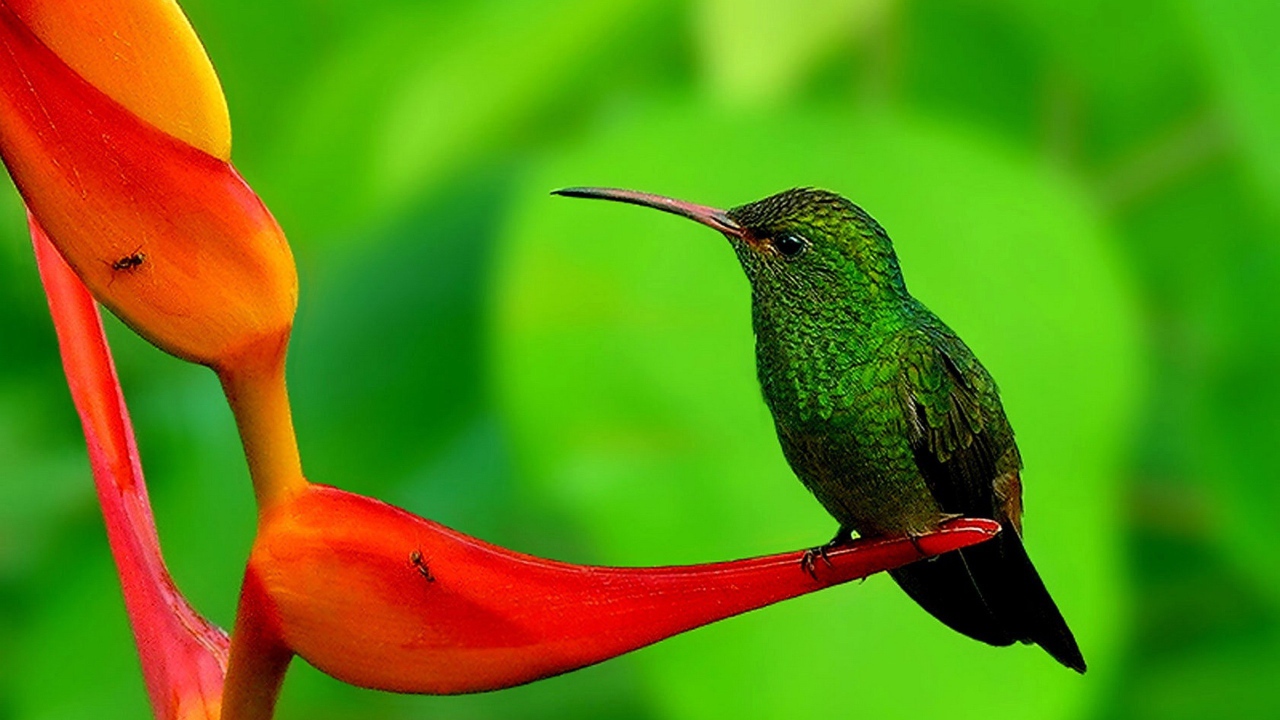 Колибри на цветке