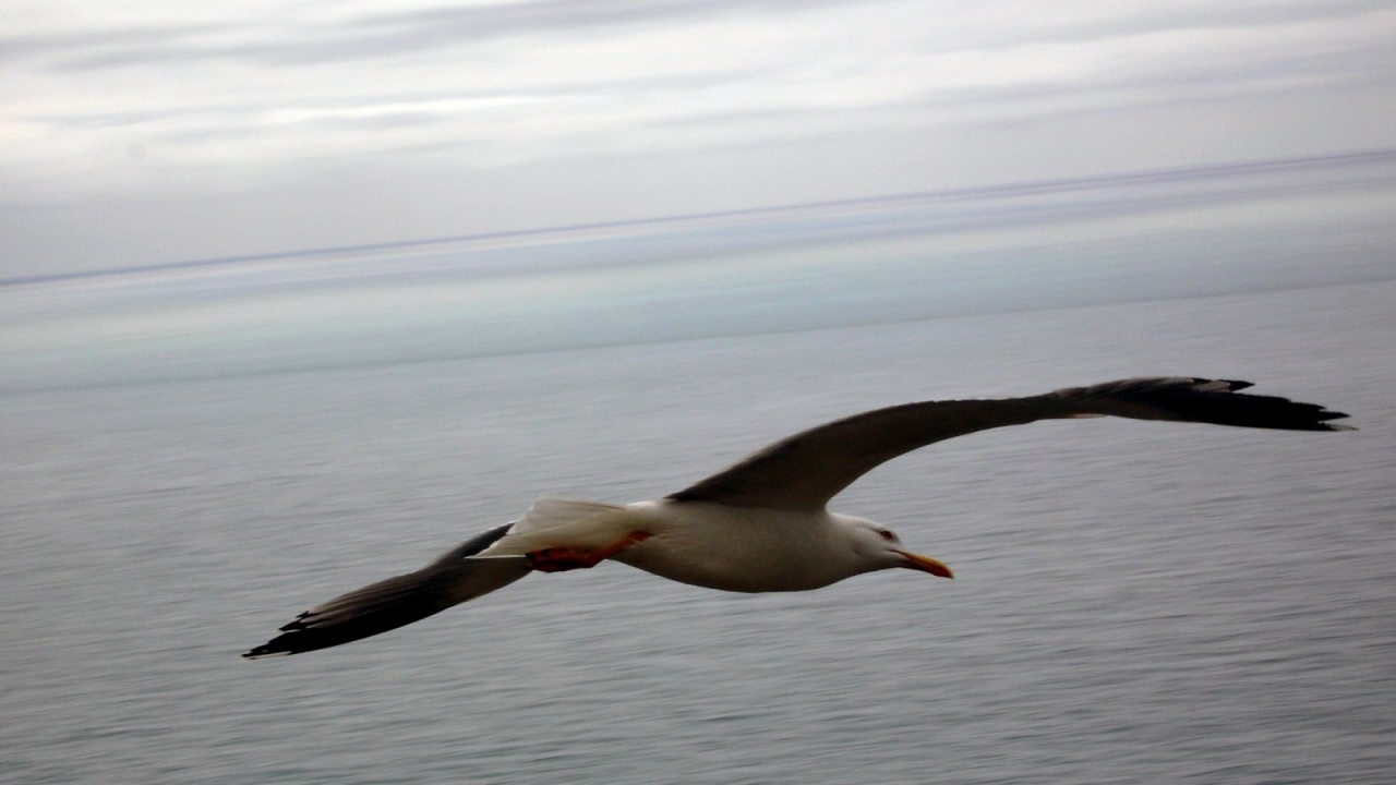 Чайка в полете