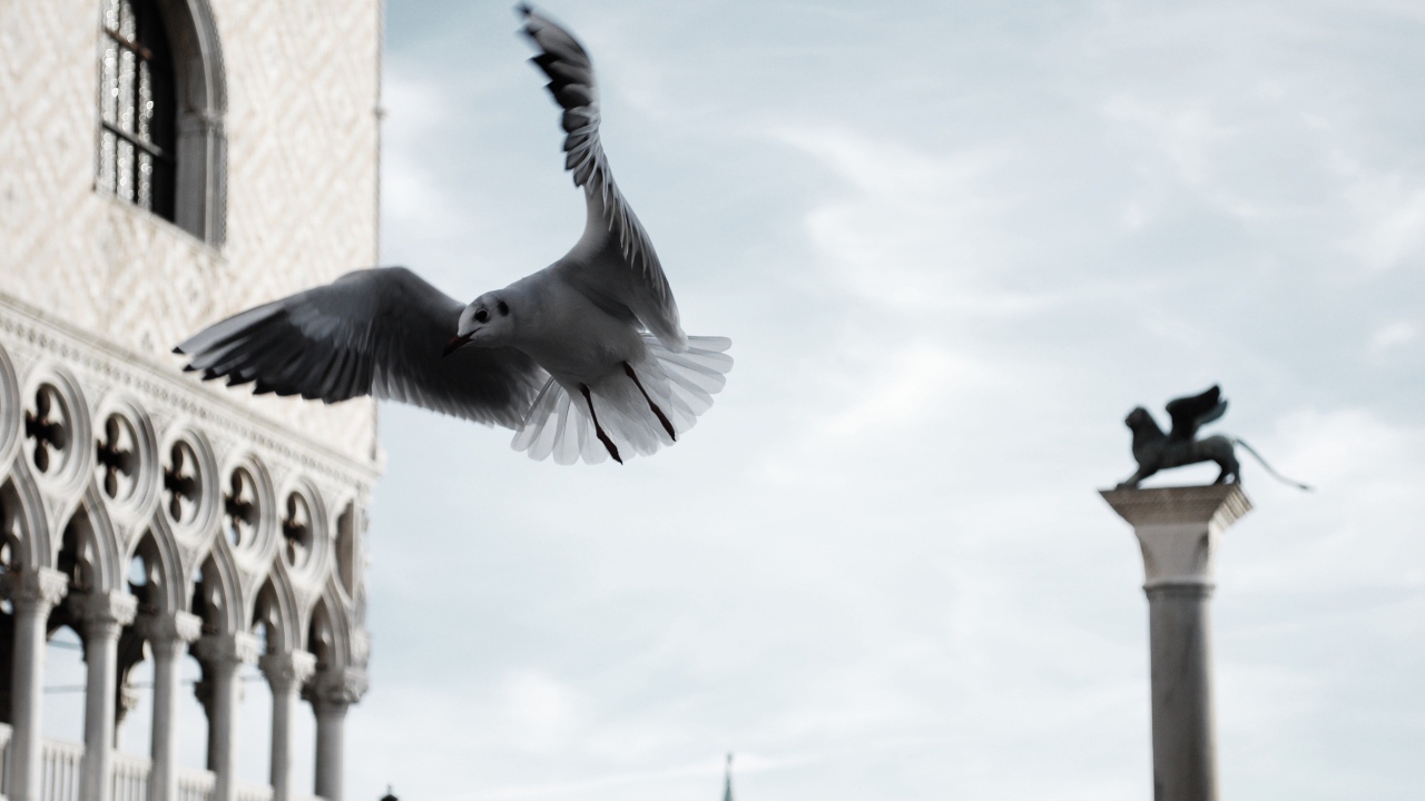 Чайка в полете по городу