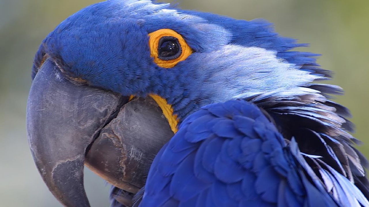 Амазонский синий попугай