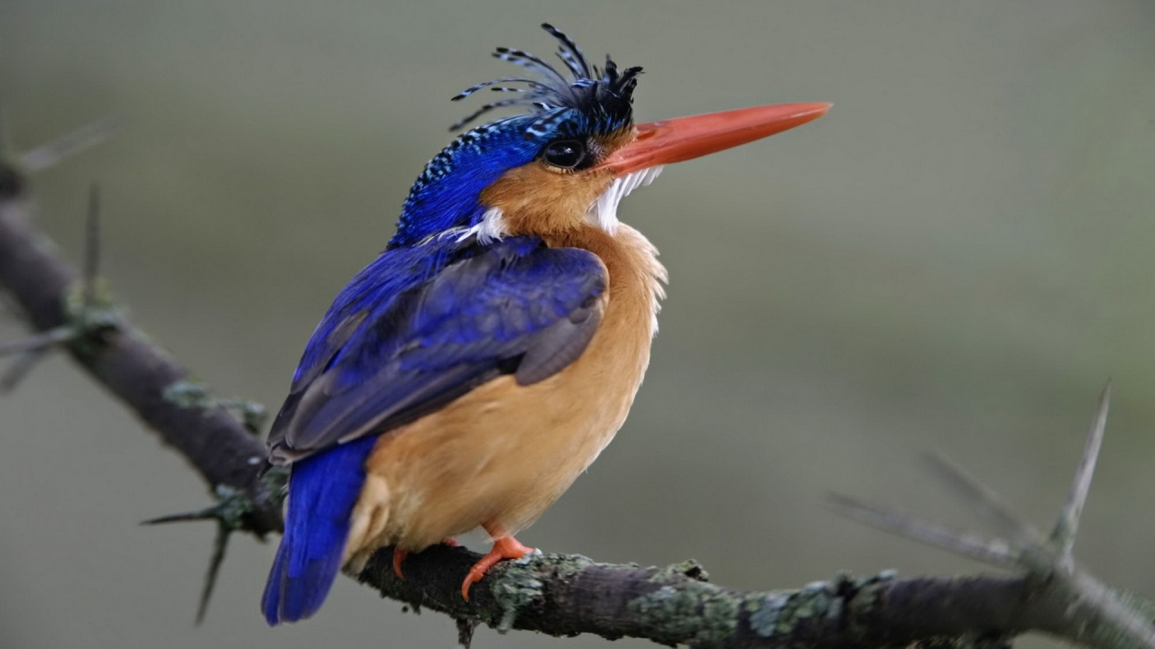 Птица из Национального парка Кении