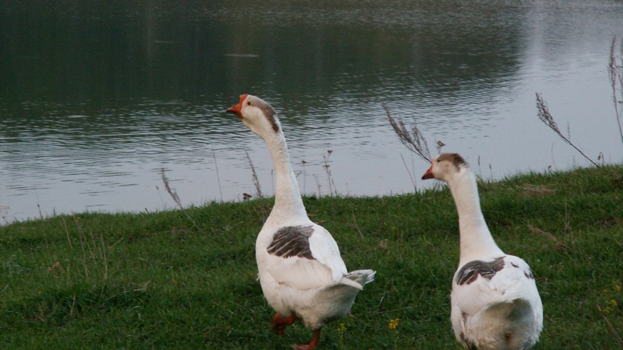 Гуси идут к воде