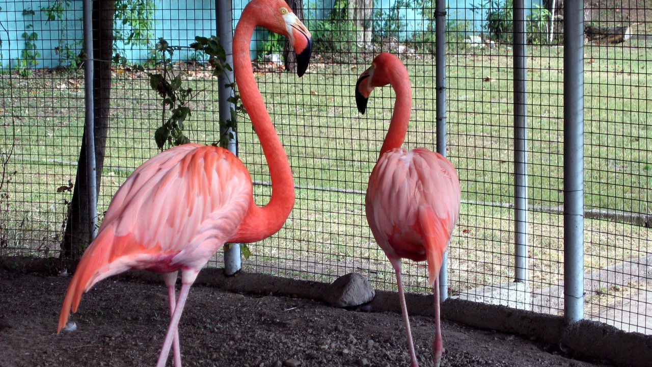 Розовые фламинго в зоопарке