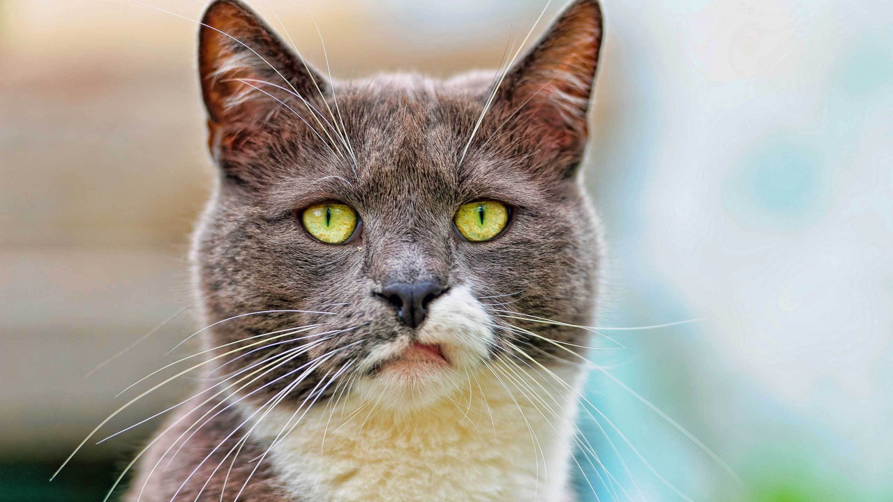 Кот с ухмылкой