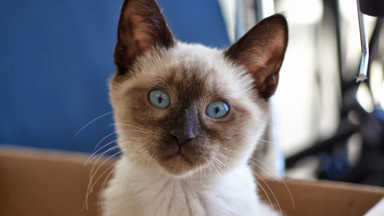 Маленький удивлённый сиамский кот