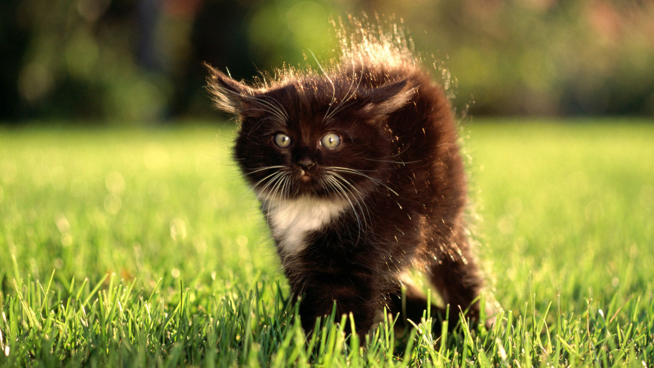 Маленький чёрный кот с белым пятнышком испугался