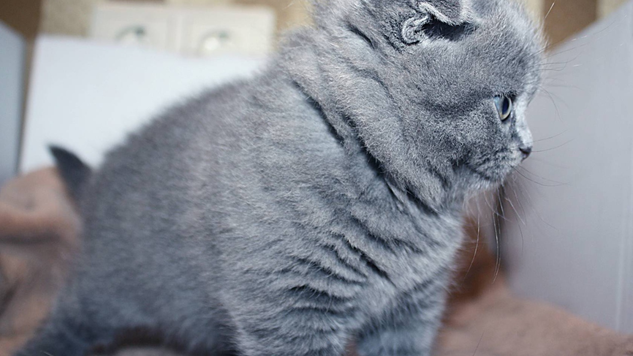 Маленький серый шотландский вислоухий кот