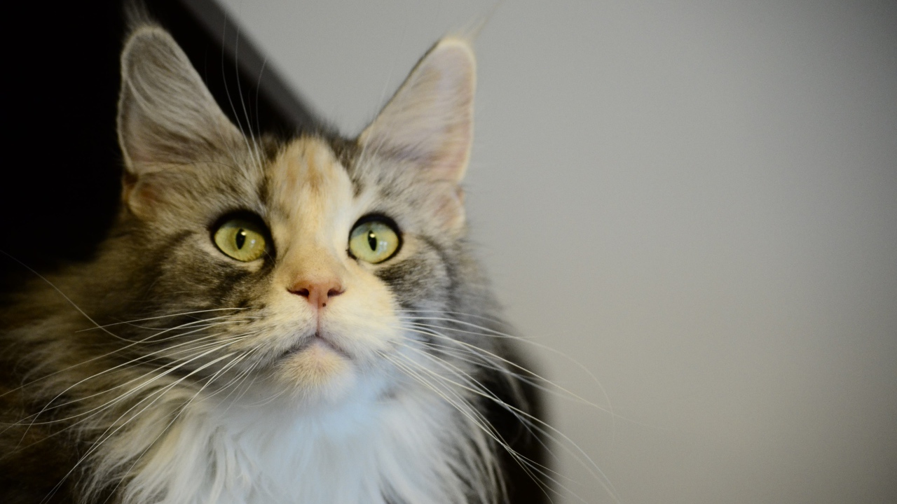 Молодой кот мейн-кун куда-то пристально смотрит