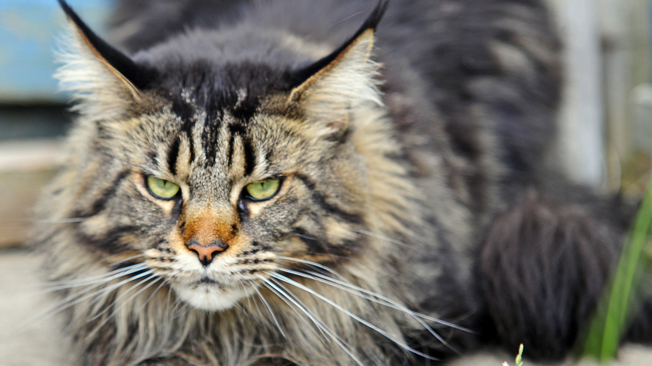 Angry but beautiful Maine Coon cat