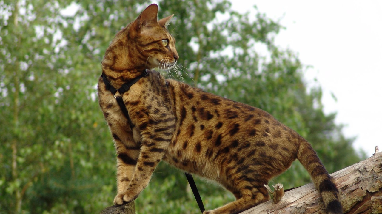 Красивый бенгальский кот на дереве