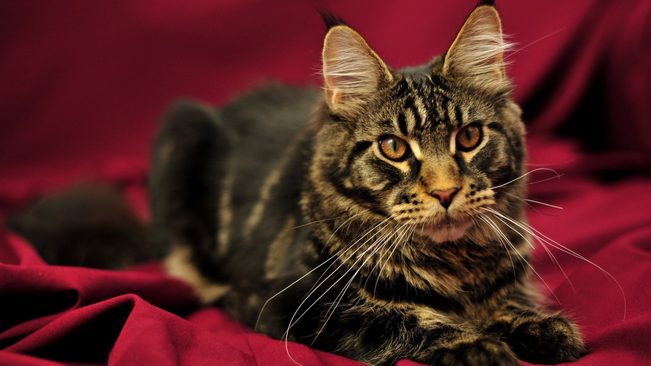 Красивый кот мейн-кун с коричневыми глазами