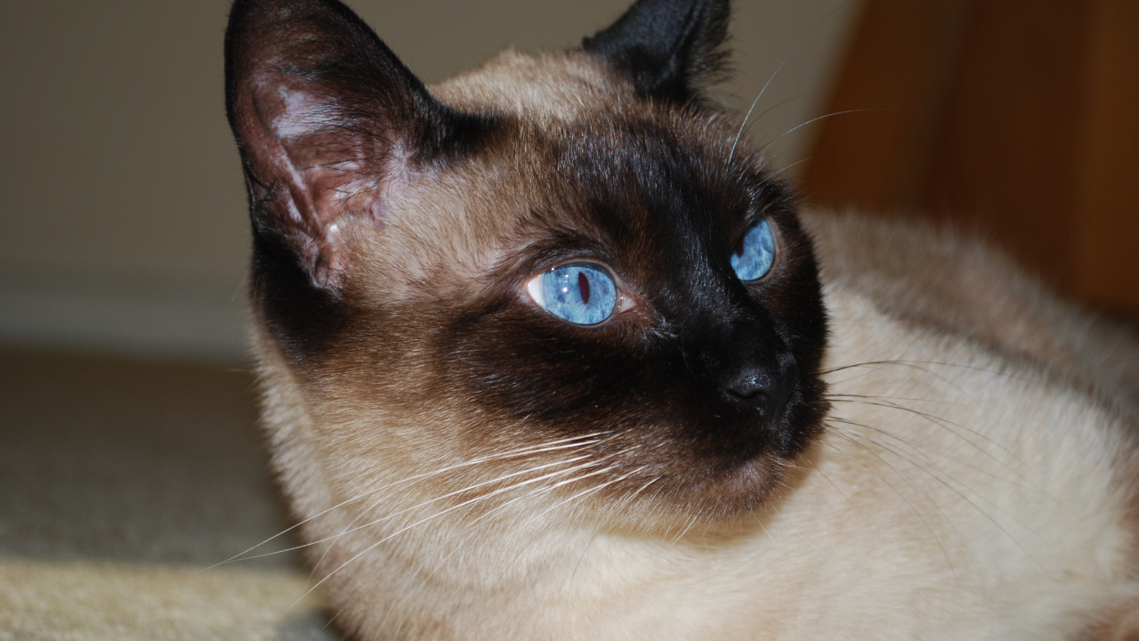 Красивый сиамский кот отдыхает