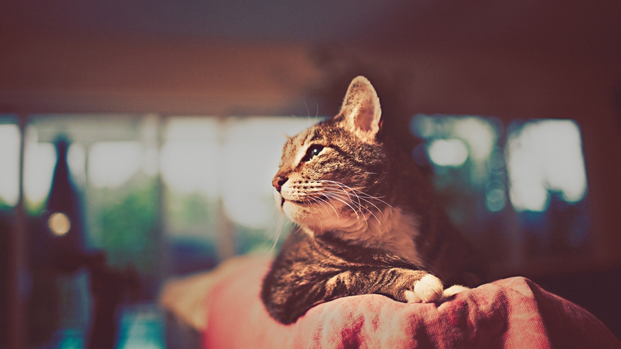 Красивый кот отдыхает