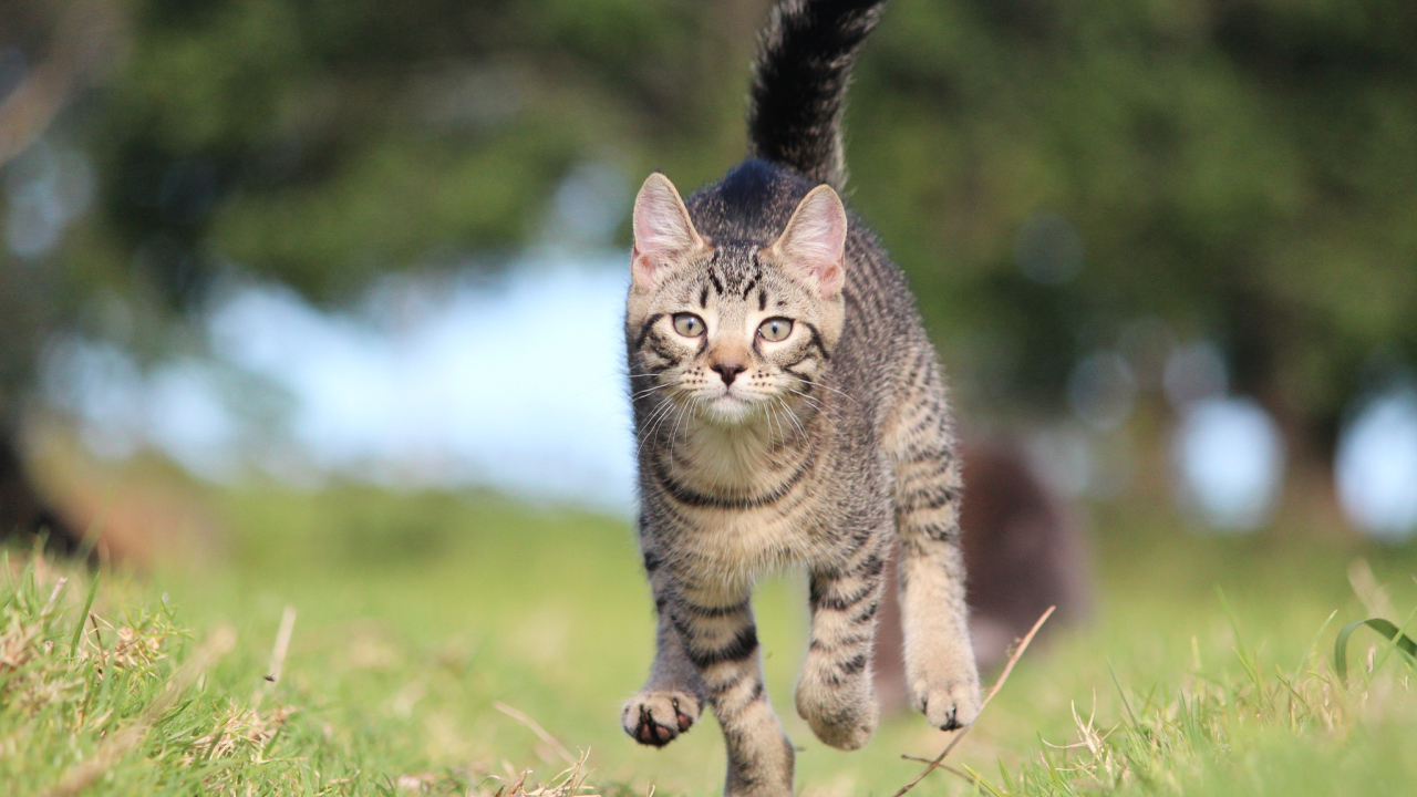 Красивый кот бежит к хозяину