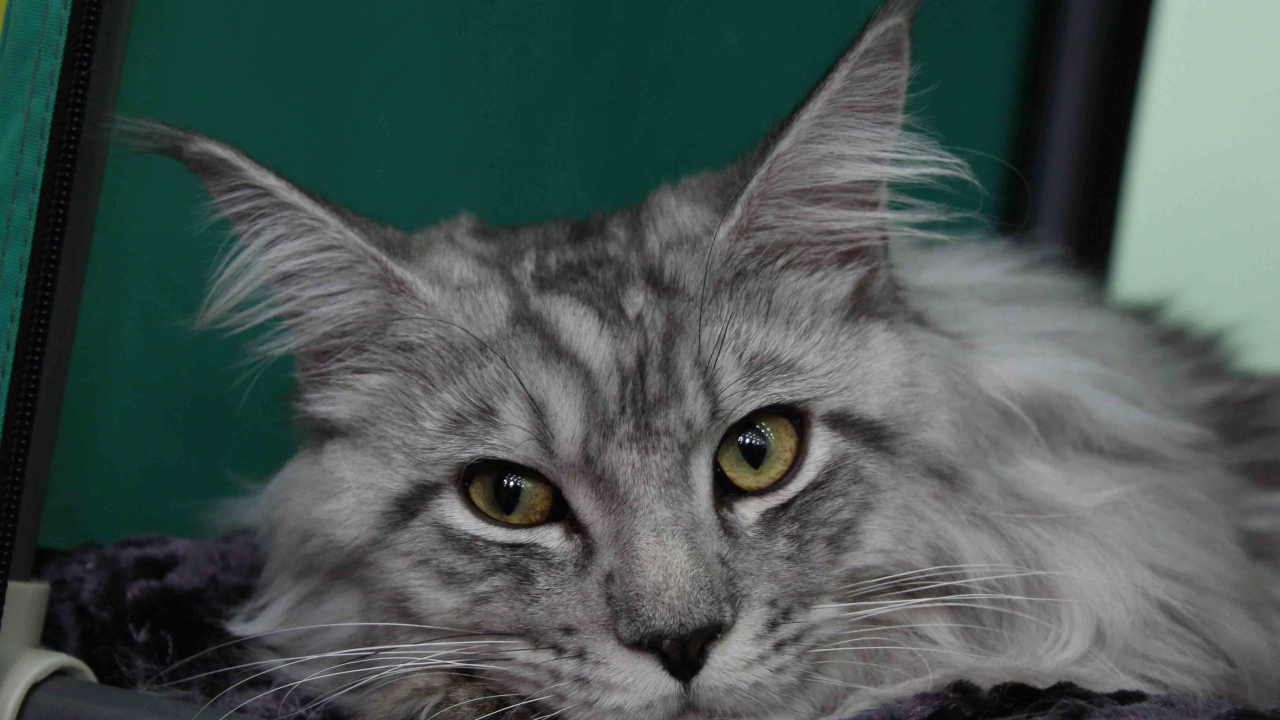 Серебристый красивый кот мейн-кун