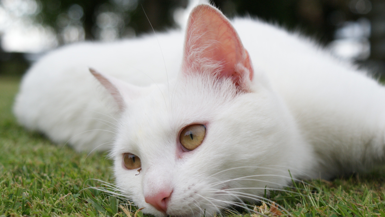 Красивый белый кот отдыхает на траве