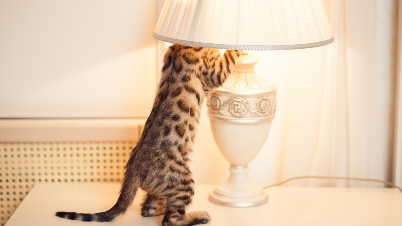 Бенгальский кот и лампа