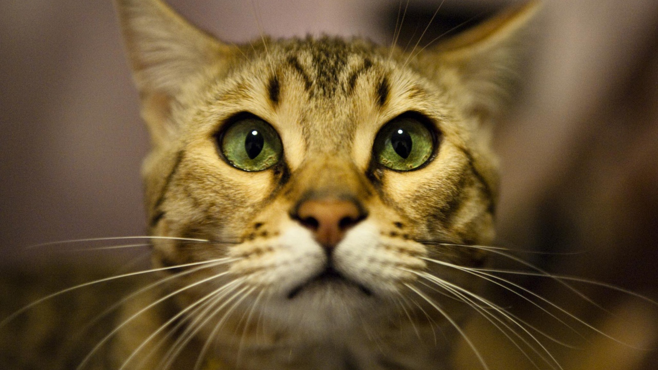 Бенгальский кот крупным планом