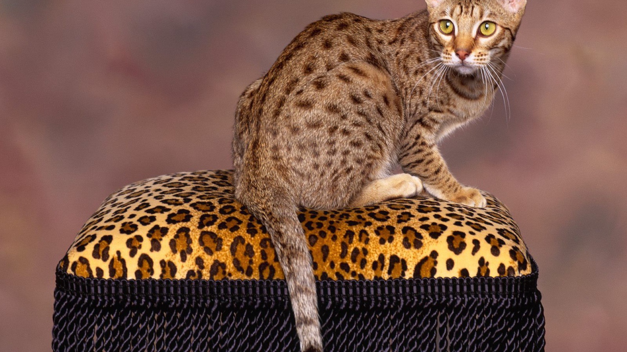 Бенгальский кот позирует