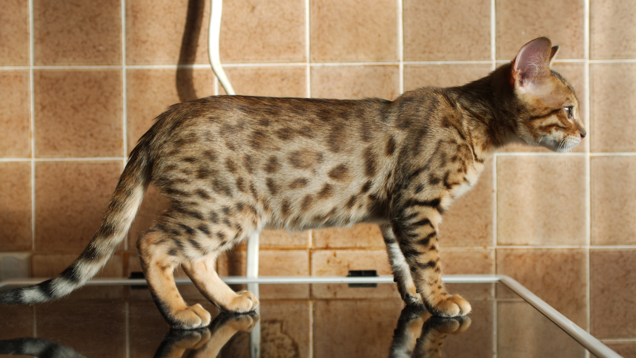 Бенгальский кот задумался