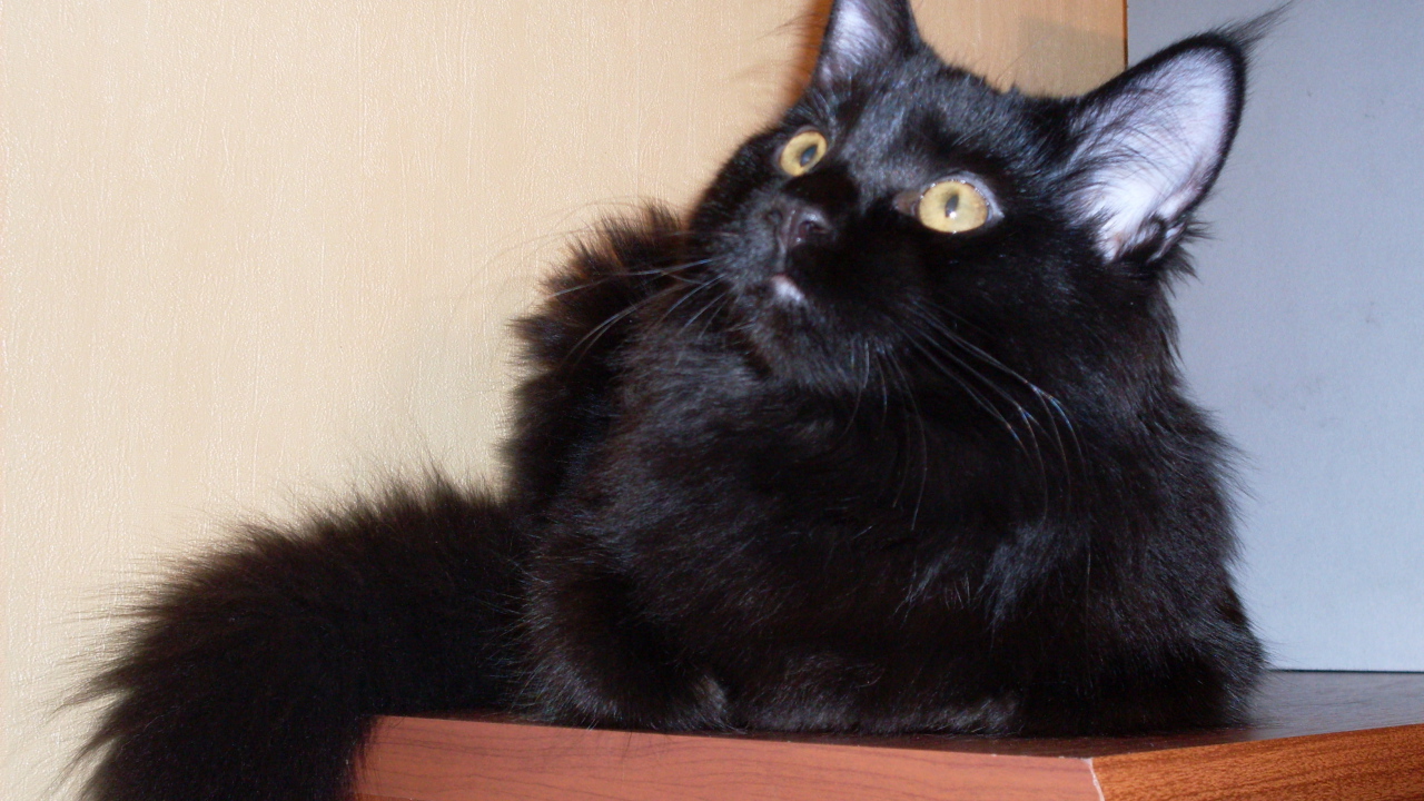 Чёрный кот мейн-кун кого-то увидел