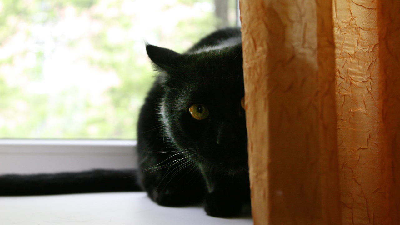 Чёрный кот думает, что его не видно