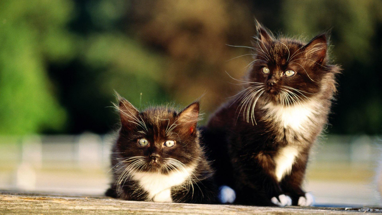 Чёрно-белые пушистые братья коты