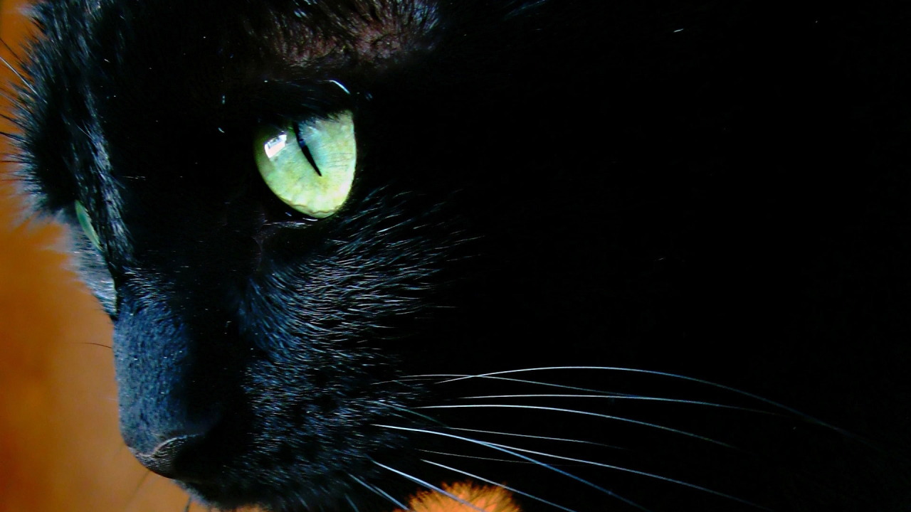 Чёрный кот с зелёными глазами крупным планом