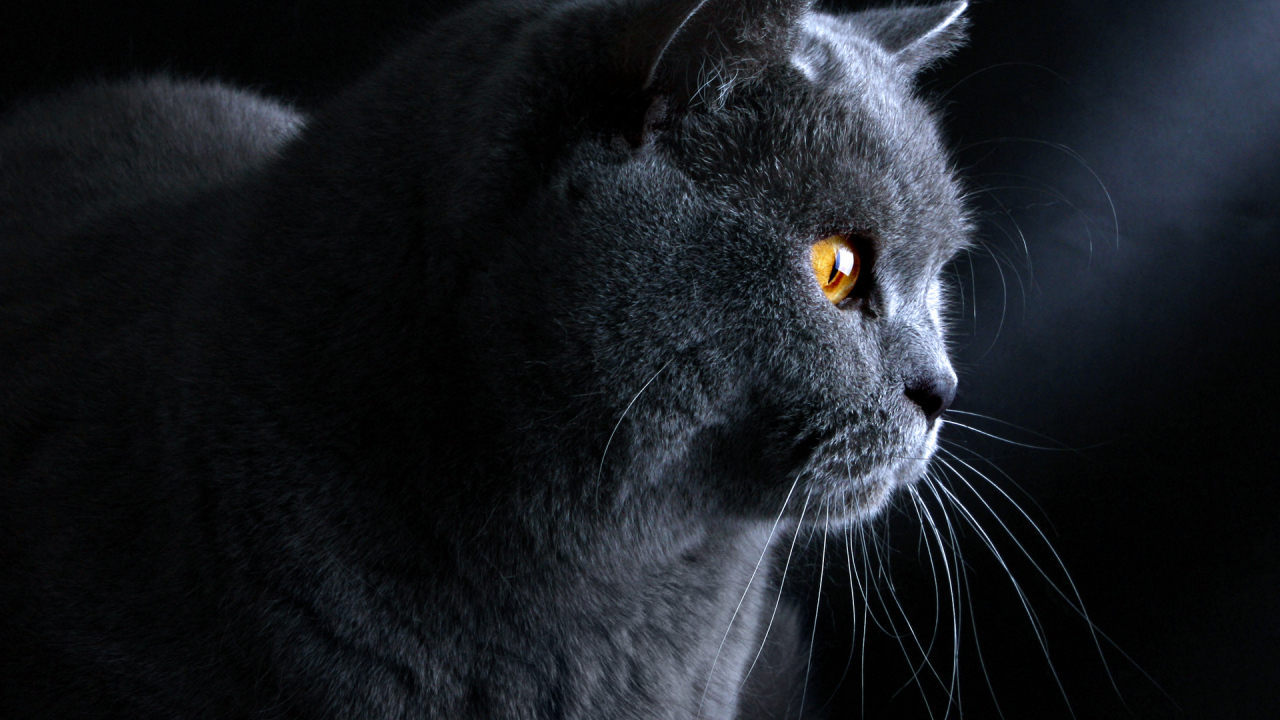 Британский кот на тёмном фоне