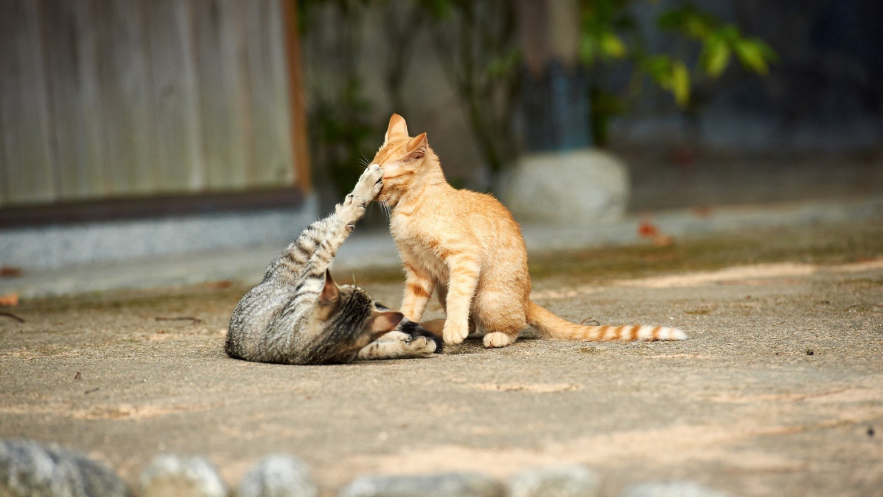 Кошки играют на улице