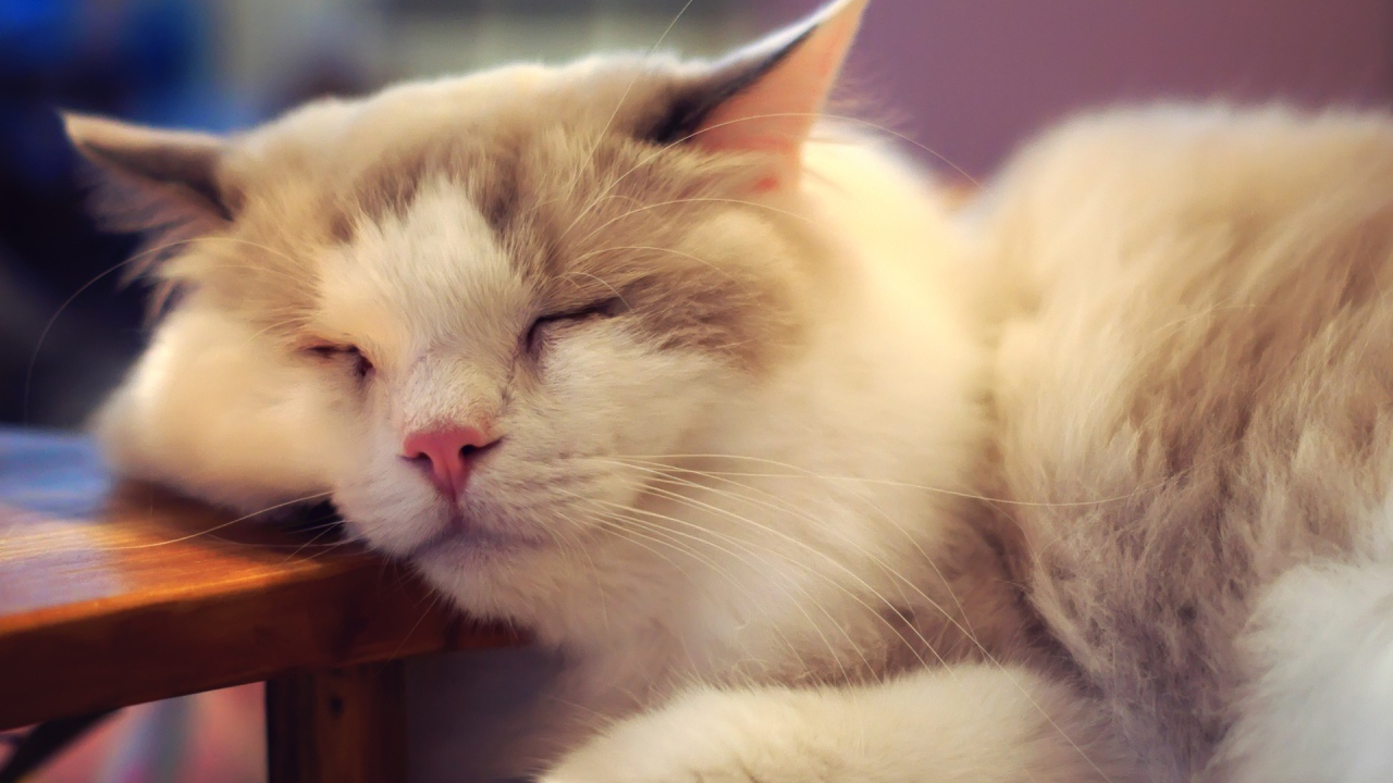 Пушистый кот внезапно заснул