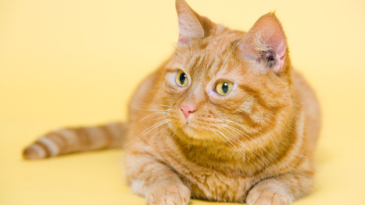 Смешной толстый рыжий кот