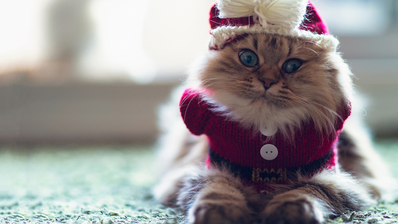 Смешной пушистый кот в наряде